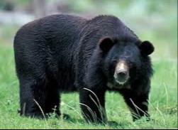 तेंदूपत्ता तोडनें गये व्यक्ति पर भालू का हमला व्यक्ति बुरी तरह घायल……