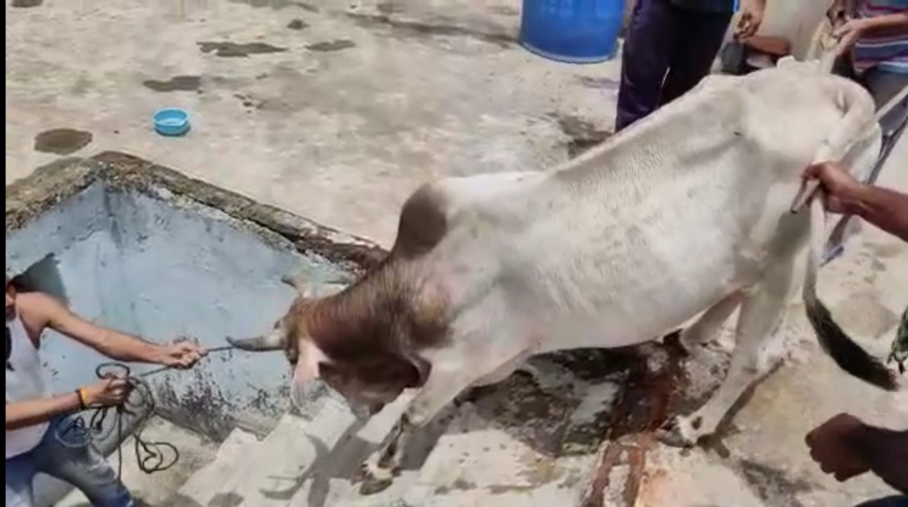 कका के गृह जिलें में सांड का आतंक देखें&nbsp;विडियों….