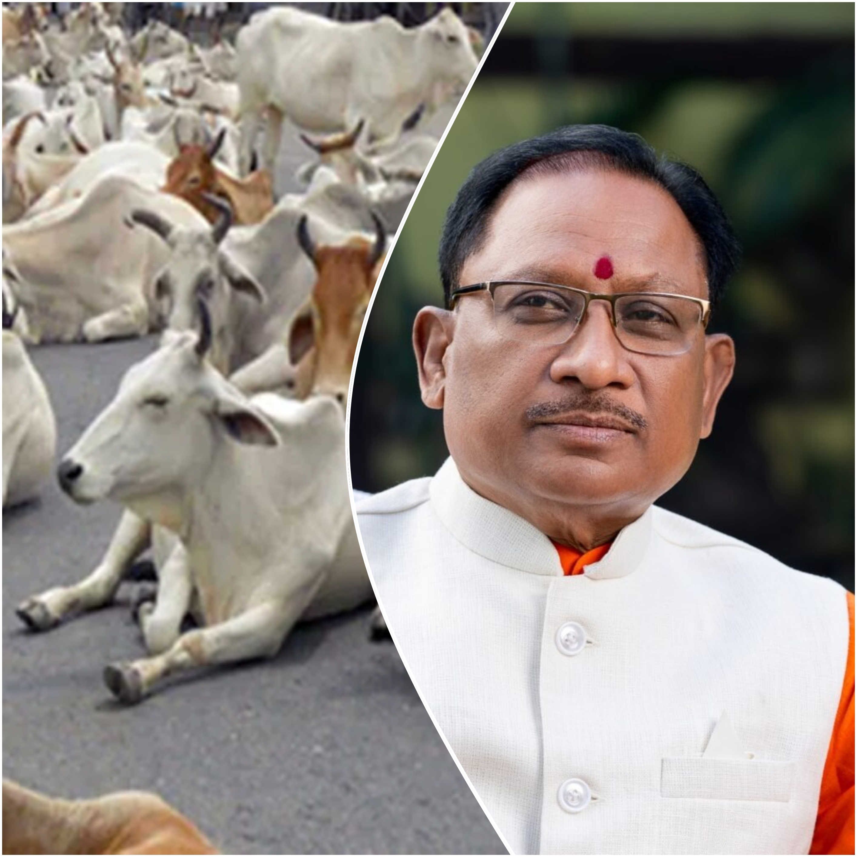 गौवंश अभ्यारण्य योजना लाएगी साय&nbsp;सरकार