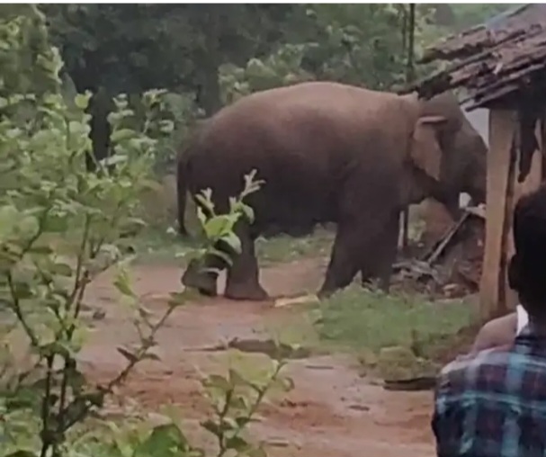 हाथी का उत्पात: लगातार रायगढ़ जिले में&nbsp; जारी फसलों और घरों को पहुंचा रहा हैं,नुकसान…..