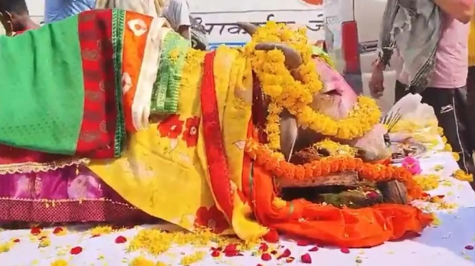 गाय की अंतिम यात्रा; बैंड पर धार्मिक धुन, सजी गाड़ी पर रखा शव, श्रद्धांजलि देने उमड़े लोगों की आंखें हुईं&nbsp;नम…..!!
