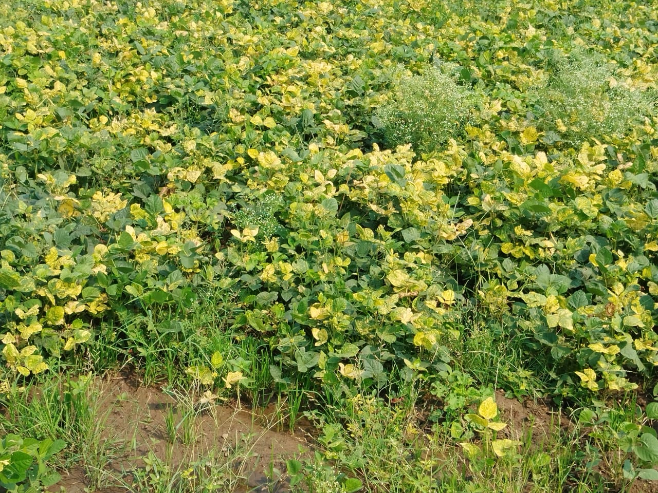 मुंग की फसल बर्बाद किसान हुए,&nbsp;परेशान