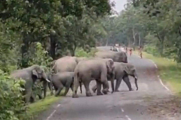 कोरबा में हाथियों का आतंक: 26 हाथियों के झुंड ने सैकड़ों एकड़ फसल को किया बर्बाद, किसानों को भारी&nbsp;नुकसान