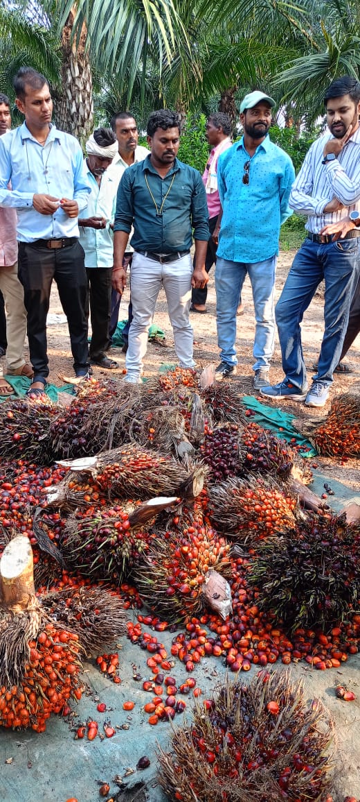 ऑयल पाम खेती को बढ़ावा: प्रति हेक्टेयर अनुदान के साथ मिलेगा अतिरिक्त टॉप-अप, किसानों को दीर्घकालीन लाभ…….!!