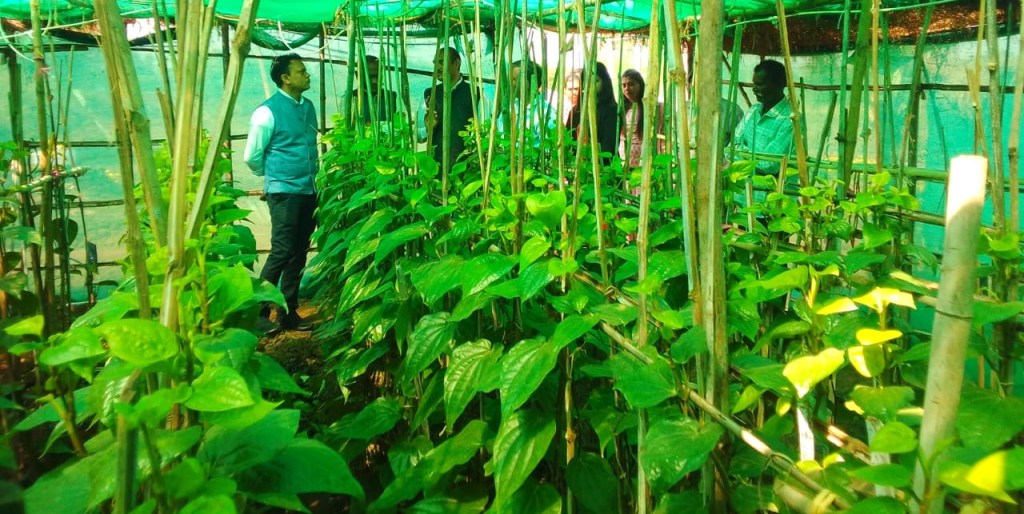 पान अनुसंधान केंद्र छुईखदान में कलेक्टर व सीईओ का निरीक्षण, टमाटर प्रसंस्करण इकाई शीघ्र होगी,&nbsp;शुरू