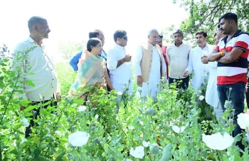 दुर्ग में 5.62 एकड़ में अवैध अफीम की खेती का खुलासा, रातभर खेत की निगरानी करती रही, पुलिस…….