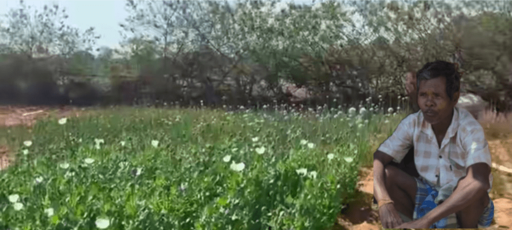 रायगढ़ में फिर फूटा ‘अफीम कनेक्शन’: तीन दिन में दूसरा बड़ा खुलासा, लैलूंगा बना नया हॉटस्पॉट